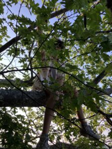 Girl in tree on Sears Island