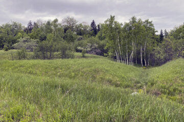 Sears Island meadow