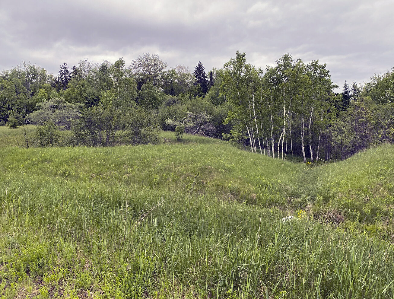 Sears Island meadow