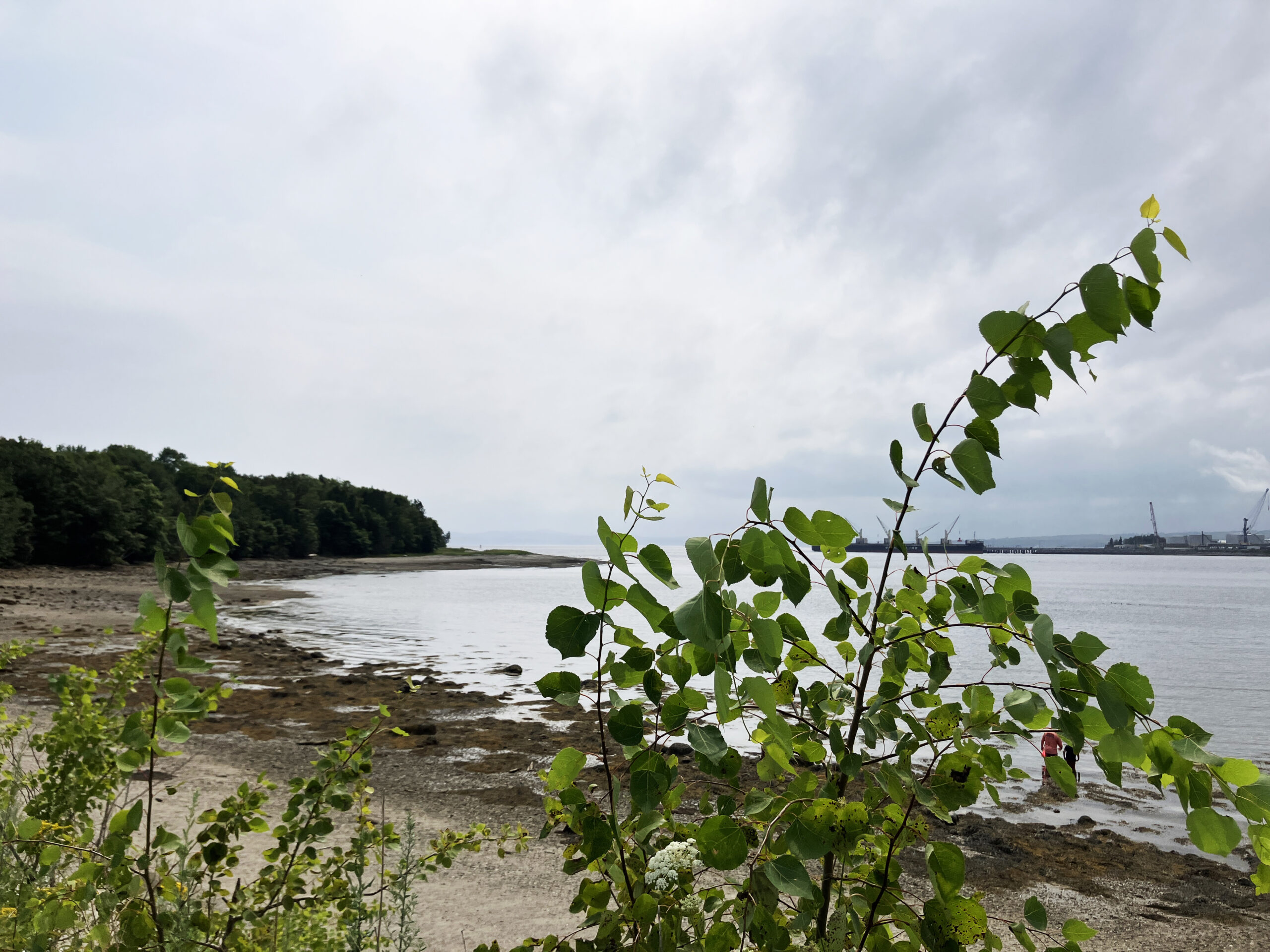 A windy day on Sears Island