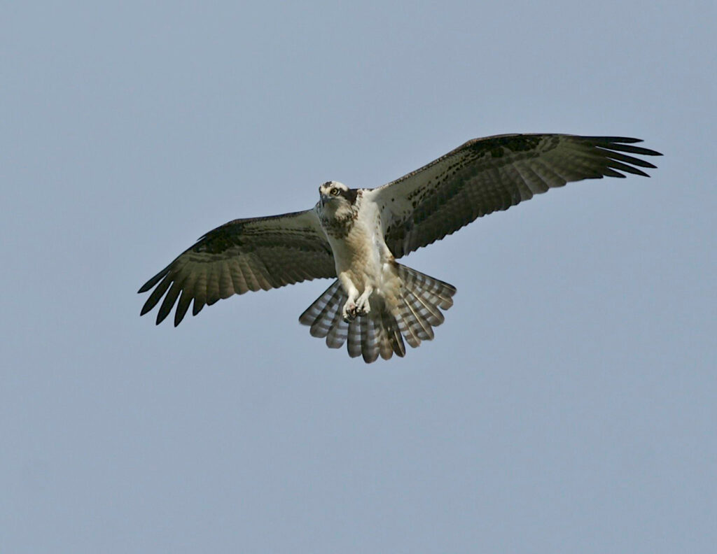 Osprey flying