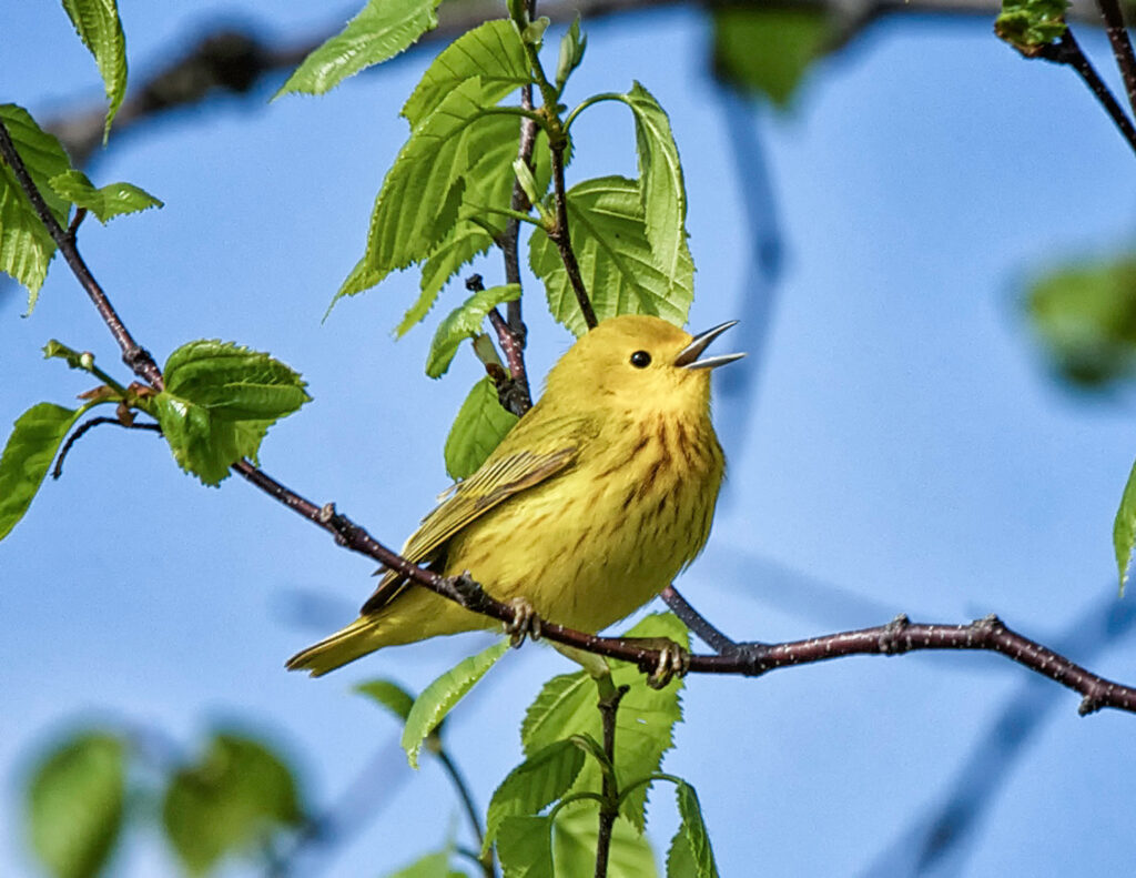 Yellow Warbler Dendroica-petechia