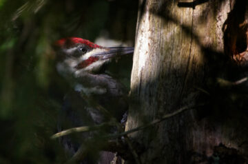 Pileated-Woodpecker_Dryocopus-pileatus_