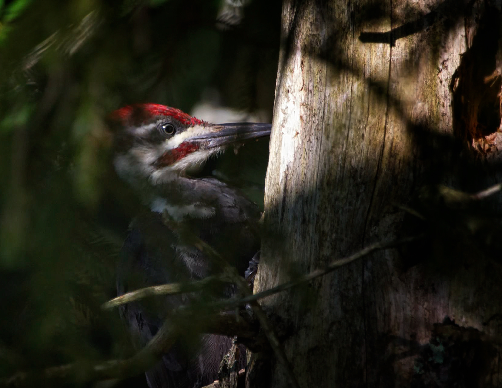 Pileated-Woodpecker_Dryocopus-pileatus_