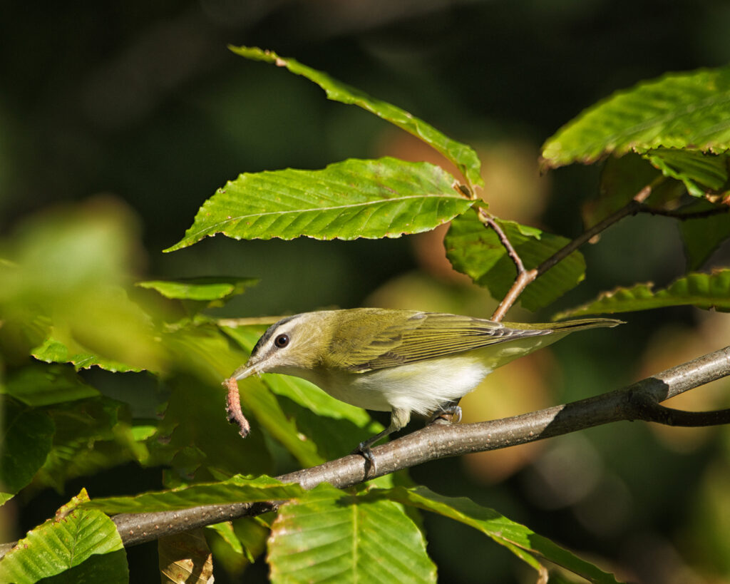 Red-eyed vireo feeding