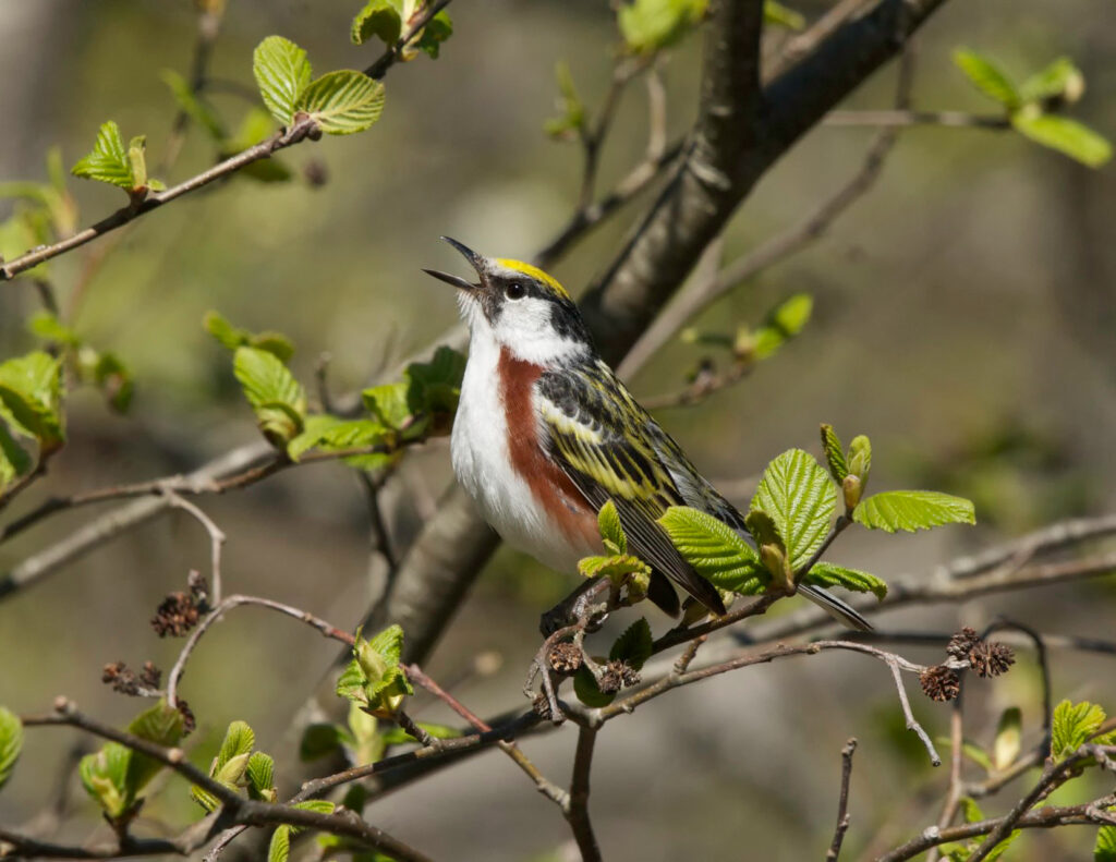 Chestnut-sided warbler