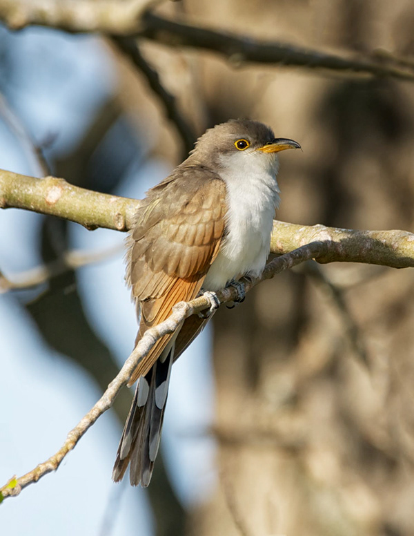 Yellow-billed cuckoo