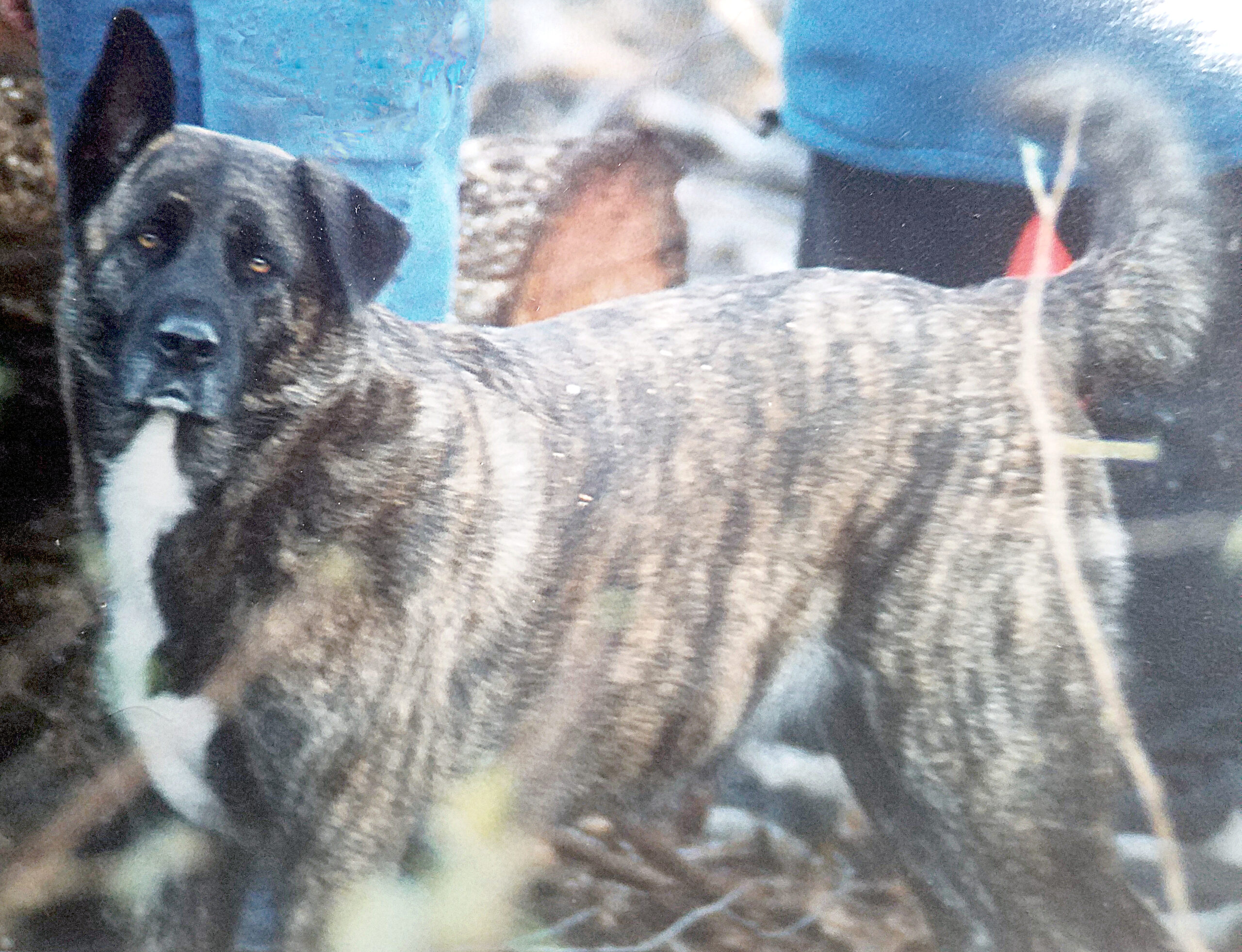 Munchie, the rescue dog.