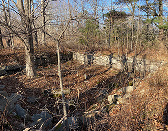 Cellar hole with tree growing inside.