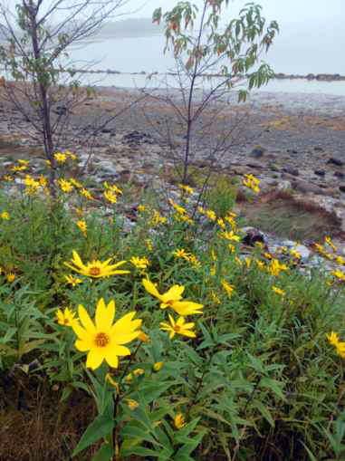 Flowers by the beach_photo by Sarah Nickerson