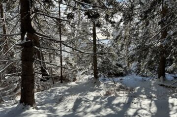 Snow on trees